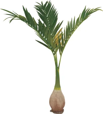 Zdjęcie produktu dla EUROPALMS Palma Phoenix, sztuczna roślina, 240 cm (82511353)