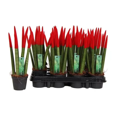 Obrázek produktu pro Sansevieria Cylindrica Straight – Spaghetti VELVET TOUCHZ® – 15–20 cm, sansevierie, pokojová rostlina (červená)