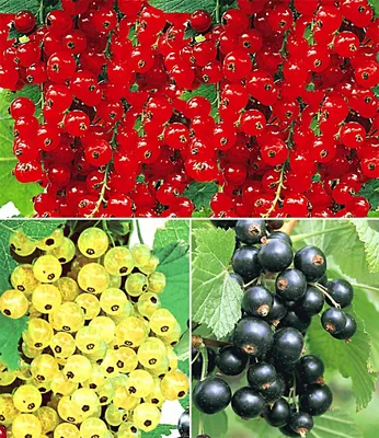 Produktbild von BALDUR Garten 3er Johannisbeer-Kollektion schwarz, rot + weiß, Pflanzen im 2 Liter-Topf, Ribes Titania®, Versailler® und Rovada®, Johannisbeersträucher, Beerenobst winterhart, essbare Früchte