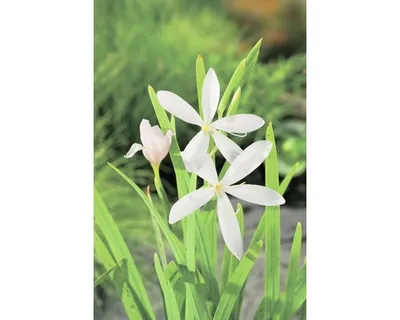 Produktbild von Sumpfgladiole FloraSelf Schizosylis coccinea 'Alba' H 20-50 cm Co 0,6 L