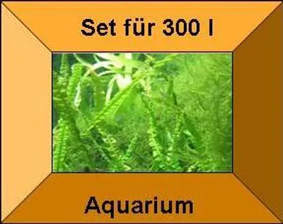 Produktbild von 15 Töpfe + 15 Bund Wasserpflanzen, Aquarienpflanze