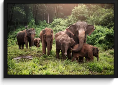Produktbild von MuchoWow® MuchoWow® Gerahmtes Poster Elefant - Tiere - Wald - Gras - Grün 60x40 cm - Poster mit zchwarzem Bilderrahmen - Printing - Wanddeko Schlafzimmer