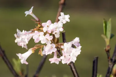 Produktbild von Viburnum bodnantense 'Charles Lamont', Duft-Schneeball, rosa, 60–80 cm