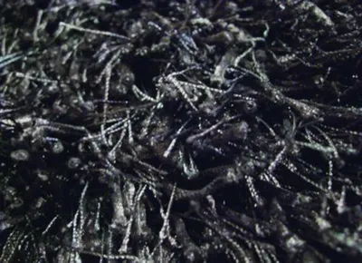 Zdjęcie produktu dla Shaggy Shrubs 03 black (200x300 cm)