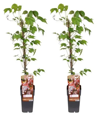 Image de Parthenocissus Tricuspidata veitch boskoop | 2 pièces - 55-65cm - Ø15cm - Plante de jardin - Multideal