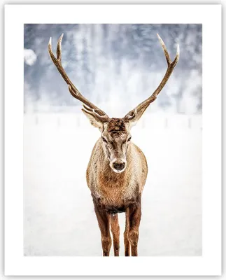Produktbild von Poster - Poster ohne Rahmen - Hirsch Geweih Winter - 40x50 cm - Wand Bild - Wanddeko - Wandbilder - Kunstposter - Wandposter - Bilder - Kunstdruck - Wanddekoration - Wandbild - P2XPA40x50-5141