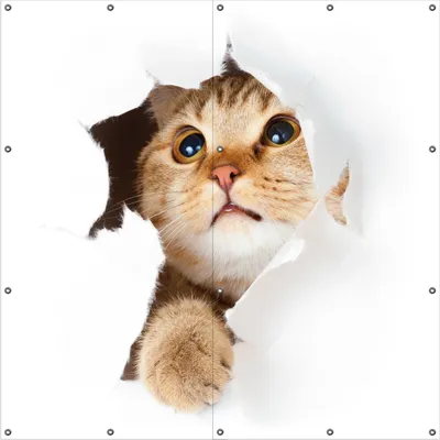 Produktbild von Wallario Outdoor-Poster für Garten oder Balkon, Motiv Katze mit Blick nach oben, in ca. 180 x 180 cm