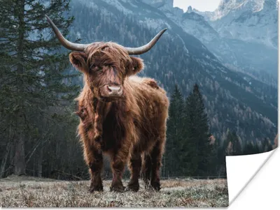 Produktbild von MuchoWow® Poster Schottische Highlander - Berg - Landschaft - Bäume - Kuh - Natur 120x90 cm - Wandbild