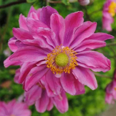 Obrázek produktu pro 6 x podzimní sasanka  - Anemone hupehensis 'Prinz Heinrich'  | Květináč 9 cm x 9 cm