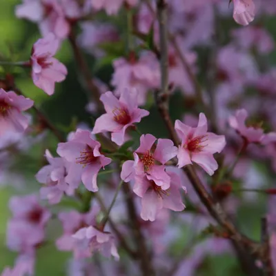 Immagine prodotto di Ciliegio delle Curili  - Prunus nipponica 'Ruby'  | 60-80 cm in contenitore