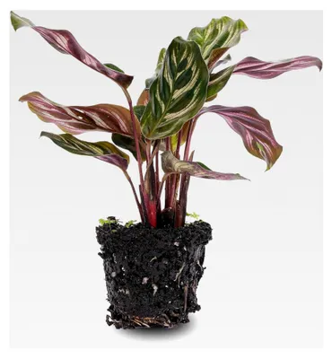 Produktbild von Calathea Makoyana – Pfauenpflanze – Terrarienpflanze