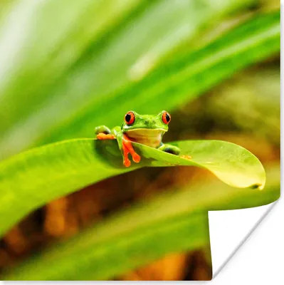 Produktbild von MuchoWow® Poster Rotaugenmakak-Frosch zwischen den Blättern in Costa Rica 100x100 cm - Babyzimmer