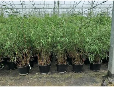 Zdjęcie produktu dla Fargesia scabrida 'Asian Wonder' C 2 - 50-100 cm