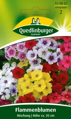 Produktbild von Quedlinburger Saatgut - Flammenblume Phlox Mischung - Samen - 519852