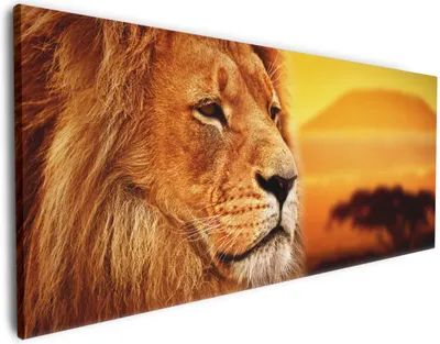 Produktbild von Wallario Premium Leinwandbild Prächtiger Löwe in der Savanne in Größe 60 x 150 cm