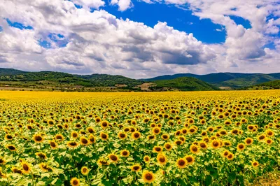 Zdjęcie produktu dla Fototapeta Dekoracja Abstrakcyjna Kwitnące Słoneczniki Przyroda Natura Tapeta Ścienna 3D 208x146cm