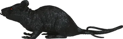 Image de Halloween Décoration Rat Gris Effrayant Noir 18 cm Décor de fête Horreur Thème Figures Accessoires Éléments de décoration effrayants Célébration, Couleur : Noir
