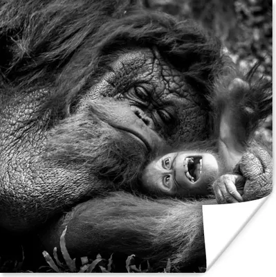 Produktbild von MuchoWow® Poster Liebender Orang-Utan mit Jungtier in Schwarz und Weiß 50x50 cm - Wohnzimmerdekoration