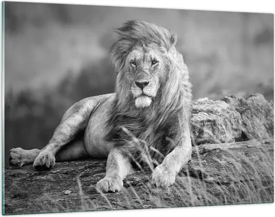 Produktbild von Bilder auf glas - Löwe Tier Natur - 120x80cm - Glasbilder - Wandbilder - Kunstdruck - zum Aufhängen bereit - Wanddekoration aus Glas - Glas Bilder - Wandbild auf Glas - Einteilig - GAA120x80-3931