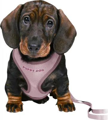 Image de Trixie JUNIOR SOFT harnais avec laisse pour chiots, M-L : 36-50 cm, 2 m, lilas
