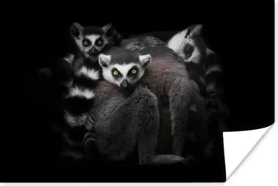 Produktbild von MuchoWow® Poster Tiere - Lemur - Schwarz - Weiß - Porträt 90x60 cm - Schlafzimmer