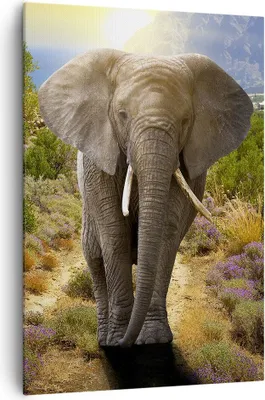 Produktbild von Bild auf Leinwand - Leinwandbild - Einteilig - Tiere Afrika Elefanten Spaziergang - 70x100cm - Wand Bild - Wandbilder - Leinwanddruck - Wanddekoration - Leinwand bilder - Wandbild - PA70x100-2708