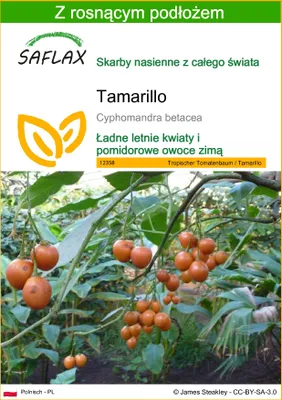 Zdjęcie produktu dla SAFLAX - Tamarillo - 50 Nasiona - Z podłożem uprawowym wolnym od zarazków - Cyphomandra betacea