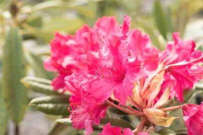 Zdjęcie produktu dla Rhododendron hybrydowy 'Weinlese', odmiana 'smirnowii', wysokość 30-40 cm, w doniczce, zimozielony