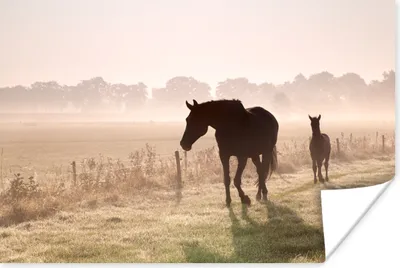 Produktbild von MuchoWow® Poster Pferde - Nebel - Silhouette 180x120 cm - Fotoplakat