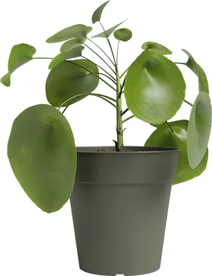 Produktbild von Artevasi Madagascar To Grow Pot, Grün, 30 l, 400 mm, 385 mm, 12 Stück(e)