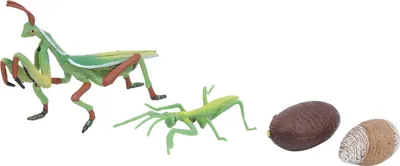 Produktbild von Wachstumszyklus-Insektenspielzeug, hochsimuliertes pädagogisches Kognitionsspielzeug für Kinder