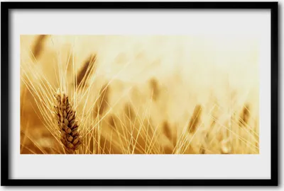 Produktbild von Bild 60x40 MDF-Rahmen Wandkunst Weizenpflanze Natur
