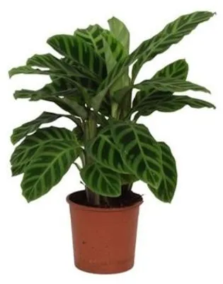 Productafbeelding van JUNAVERA Calathea Zebrina terrariumplant | zebraplant met opvallende bladstrepen | 7 cm pot | 21 cm hoog