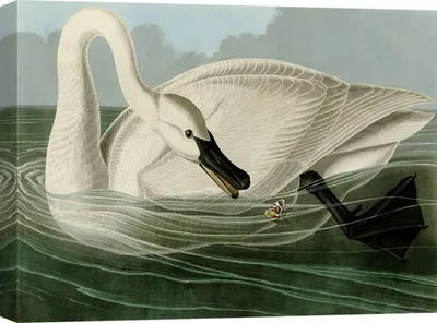 Productafbeelding van Canvas schilderij met vogels - John James Audubon, Trompetzwaan – 80x60 cm