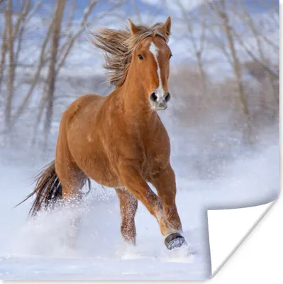 Produktbild von MuchoWow® Poster Pferd - Schnee - Braun 75x75 cm - Wand Dekoration