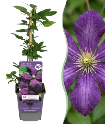 Zdjęcie produktu dla Clematis Etoile Viol – powojnik – fioletowy – roślina pnąca - 25-35cm - Ø9cm - Roślina ogrodowa