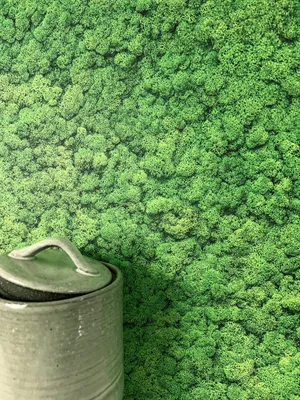 Produktbild von NEWROOM Tapete Moos Light Grün Vliestapete - Floral Pflanzen Germany