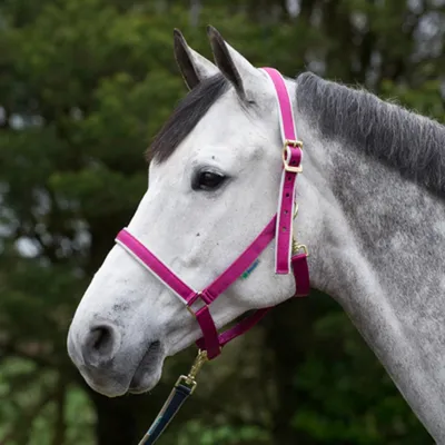Produktbild von Bucas Dublin Halfter, Fohlen Halfter in verschiedenen Farben, Farbe:Berry/Silver, Größe:F/S