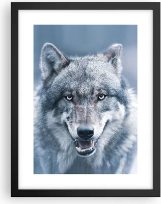 Produktbild von Gerahmtes Poster - Schwarzer Rahmen - Wolf Raubtier Wildheit - 30x40 cm - Wand Bild - Wanddeko - Wandbilder - Kunstposter - Wandposter - Bilderrahmen - Bilder - Kunstdruck - P2BPA30x40-5073