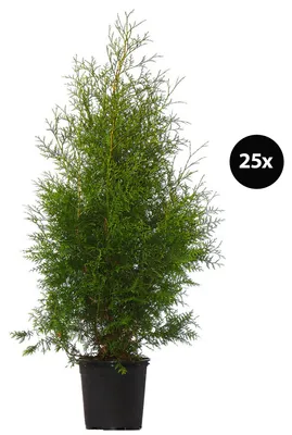 Produktbild von Dehner Thuja Lebensbaum Brabant, für 10 Meter Hecke, ca. 125-150 cm exkl. Pflanztopf, 25 x 10 l Topf, Heckenpflanze