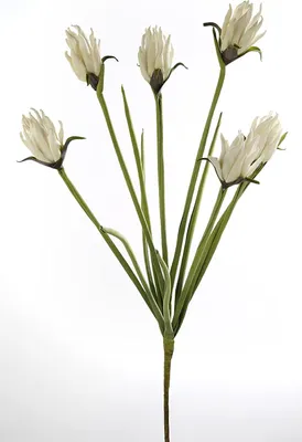 Immagine prodotto di Gilde Foam Flower bianco