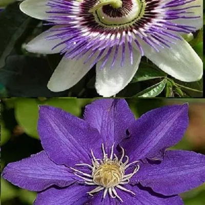 Produktbild von 2 x Kletterpflanzen: Clematis The President & Passionsblume - Blau, Mehrjährig &Winterhart | 2 x 1,5 Liter Töpfe