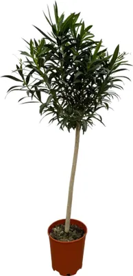 Obrázok produktu pre Trendyplants - Nerium oleander na stonke s ružovým kvetom - výška 180-200 cm - záhradná rastlina - veľkosť kvetináča Ø31cm
