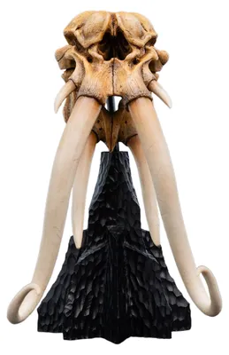 Image de Seigneur des Anneaux Mini Statue Crâne d'un Mumak 15 cm