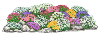 Produktbild von Dehner Bio Stauden-Set Großer Alpengarten, 8 verschiedene Sorten mit je 3 Stück, mehrjährige Gartenstauden für Steingärten, je ca. 5-20 cm exkl. Pflanztopf, Ø Topf je 9 cm, bunt