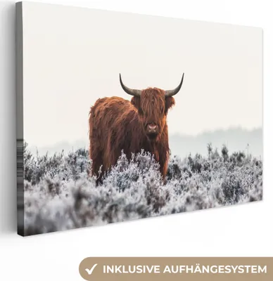 Obrázek produktu pro OneMillionCanvasses® - Plátno - Skotský horal - Zvíře - Příroda - Bílé, nástěnná malba, nástěnné dekorace obrazy obývací pokoj, 120x80cm