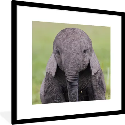 Produktbild von MuchoWow® Gerahmtes Poster Porträt eines Elefantenbabys 40x40 cm - Poster mit Schwarzem Bilderrahmen Wandposter Rahmen Foto Bilder - Poster - Plakat im Rahmen