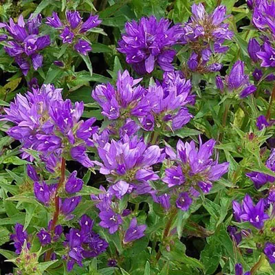 Image de 6 x boules de campanules  - Campanula glomerata 'Acaulis'  | Pot 9 cm x 9 cm