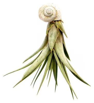 Produktbild von Garten-Schnecken mit Tillandsien-Bepflanzung