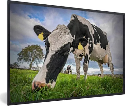 Produktbild von MuchoWow® Gerahmtes Poster Kuh - Gras - Bauernhof - Natur 90x60 cm - Poster mit Schwarzem Bilderrahmen Wandposter Rahmen Foto Bilder - Fotorahmen - Foto-Plakat